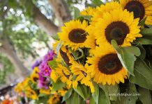 Provans’ta Pazar Keyfi: Aix-en-Provence