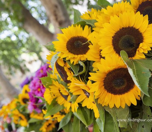 Provans’ta Pazar Keyfi: Aix-en-Provence