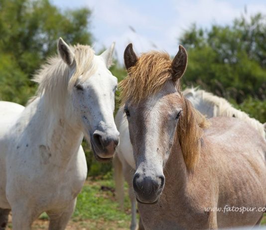 Fransa’nın Güzel Atlar Diyarı: Camargue