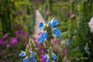Giverny , Monet'nin bahçesi