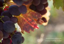 Vakit, Bağ Bozumu Vakti