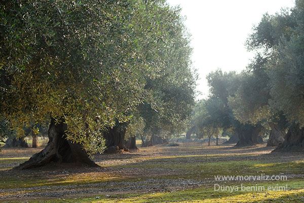 Puglia-zeytin-agaclari