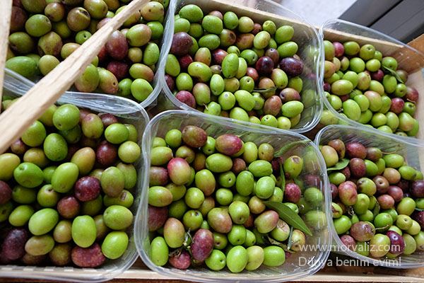 Puglia-zeytin