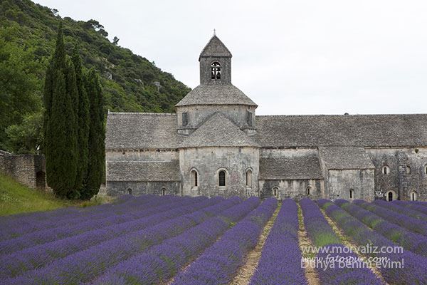 Abbaye-lavanta