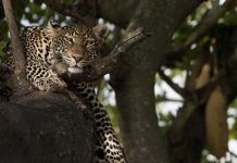 Kenya’nın En Ünlü Parkı Masai Mara Reservi