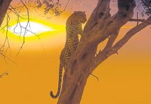 Sabah Tatil’de yazdım: Kenya Renklerle Dans