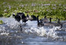 Hırçın Suda Botla Safari Naivasha Gölü