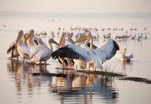 Afrika’nın Pembe Işıltısı Nakuru Gölü Parkı