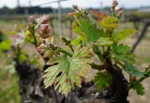 Her Adımında Tarih Var: Urla Bağ Yolu