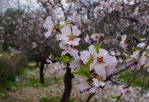 ‘Badem Çiçeği Festivali’ ile Datça’ya Bahar Geldi