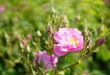 Isparta Türkiye’nin Gül Bahçesi – Sabah Tatil’de Anlattım