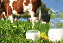 Nedir Bu Açık Süt Modası?